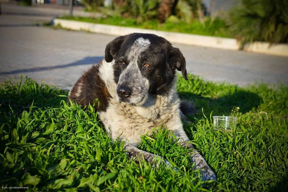 Peluche ci mancherai. Addio al cane simbolo di Castellammare