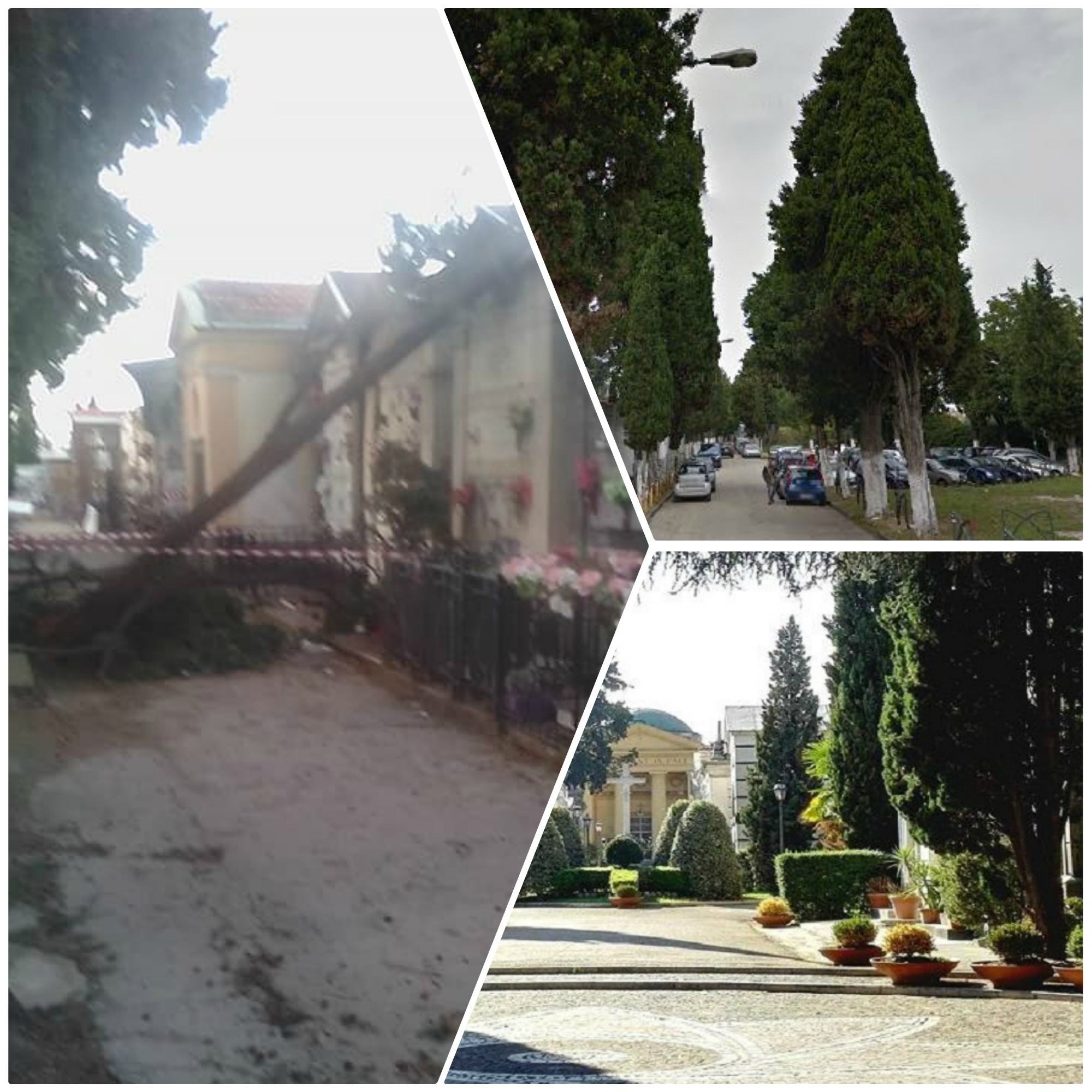 Torna il maltempo in Campania. I cipressi del cimitero di Afragola sono sicuri?