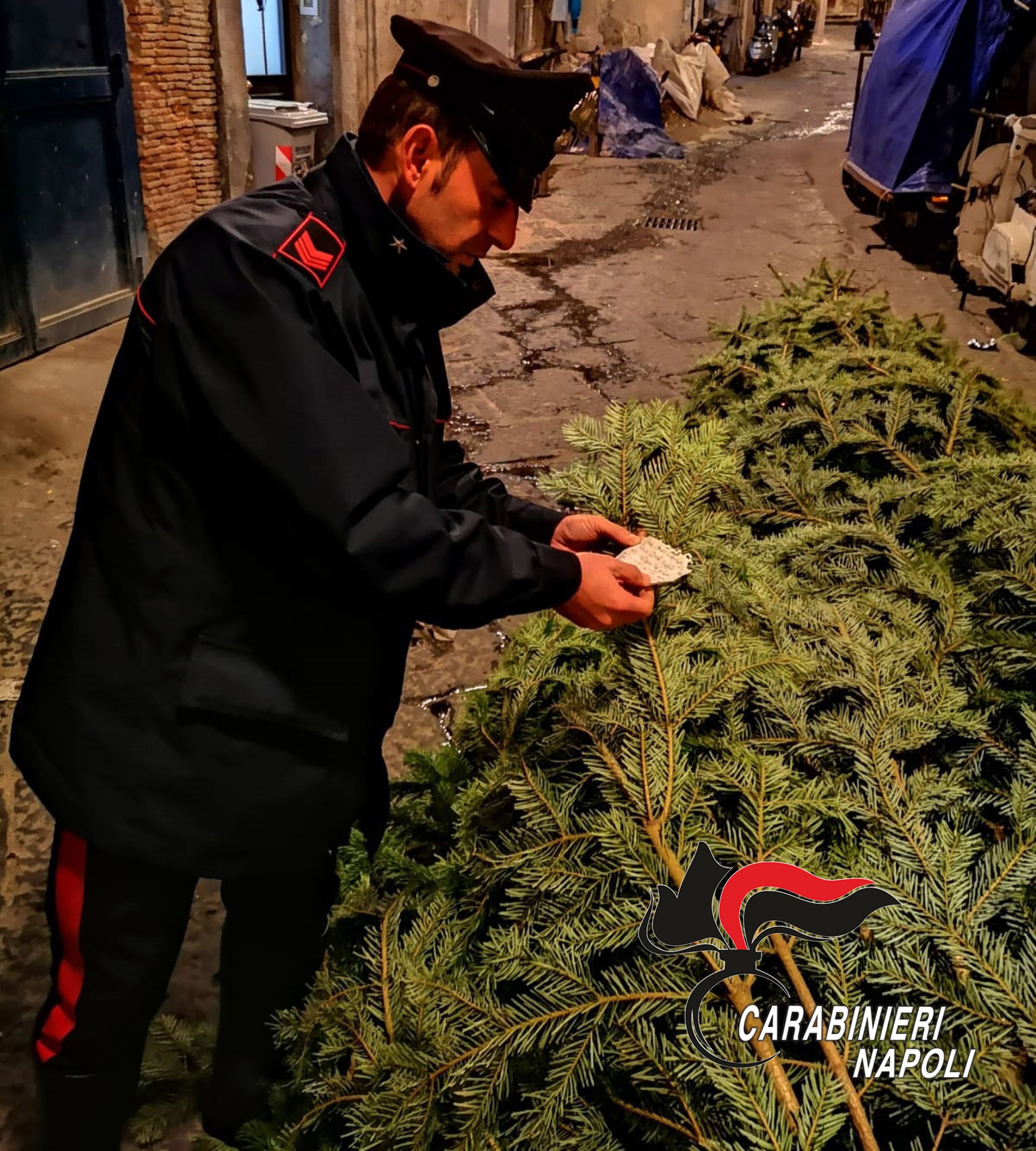 L’albero della Galleria Umberto di Napoli rubato e preso di mira dai vandali: ritrovato dai carabinieri