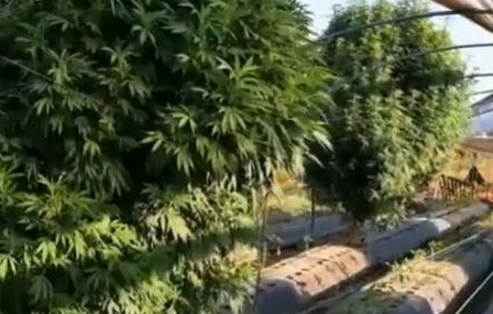 Giugliano. Scoperta dalla polizia una piantagione di marijuana