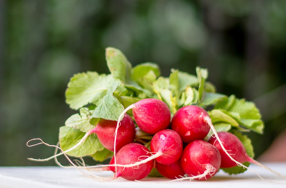 Gli amici della dieta puoi coltivarli sul balcone: i ravanelli