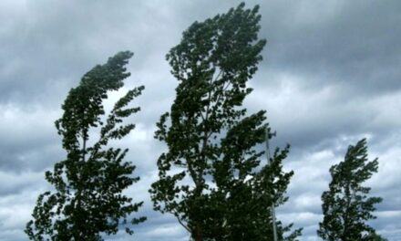 Maltempo in Campania: forte vento, alberi crollati a Licola