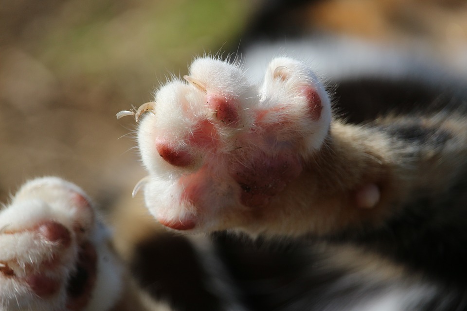 Caserta. Gatto ucciso a colpi di pistola: caccia al responsabile