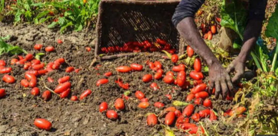 Afragola. Stop al lavoro nei campi in questi orari: arriva l’ordinanza