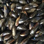 Secondigliano. Sequestrati 40 kg di molluschi in una pescheria