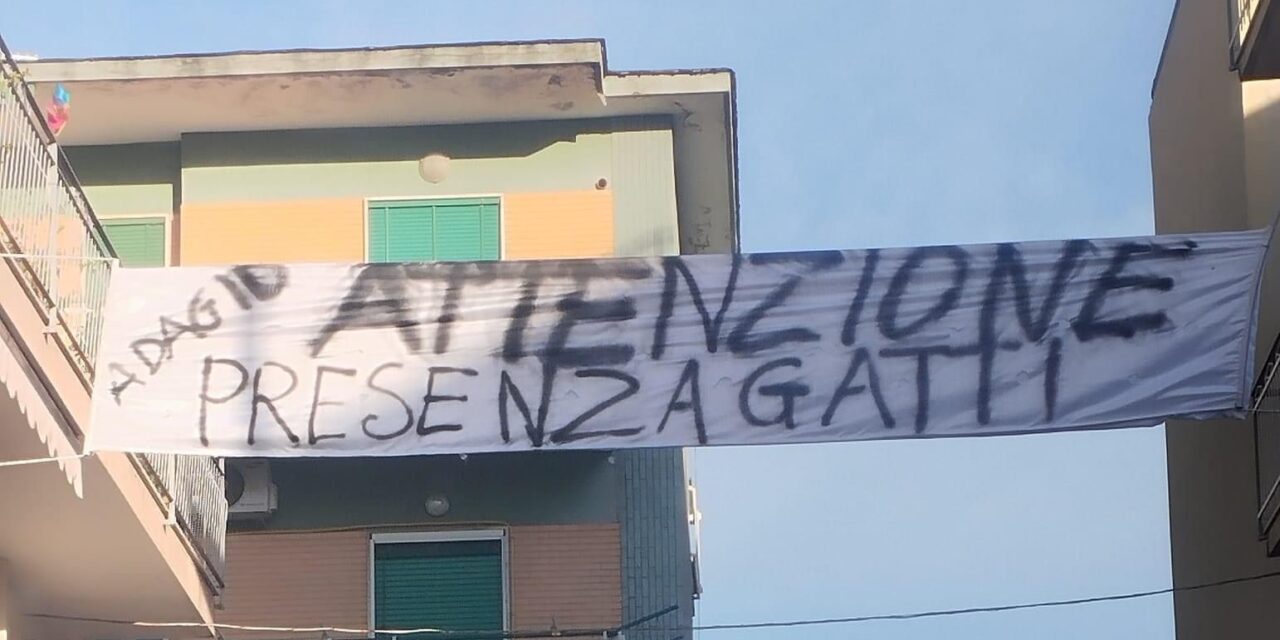 Il grande cuore dei Casoriani, cittadini in difesa degli animali investiti dalle auto: “Attenzione, presenza gatti”